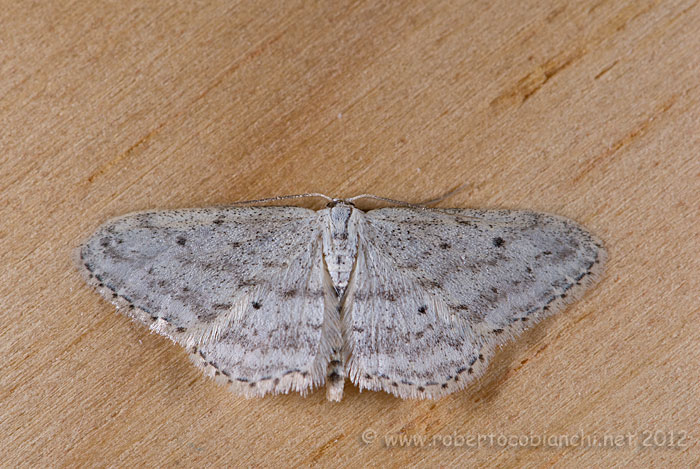 Idaea seriata